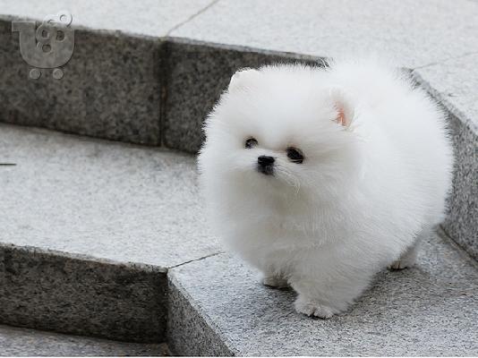 PoulaTo: Όμορφα κουτάβια Pomeranian
